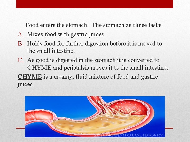 Food enters the stomach. The stomach as three tasks: A. Mixes food with gastric
