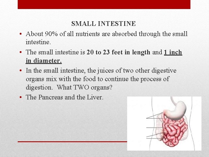  • • SMALL INTESTINE About 90% of all nutrients are absorbed through the