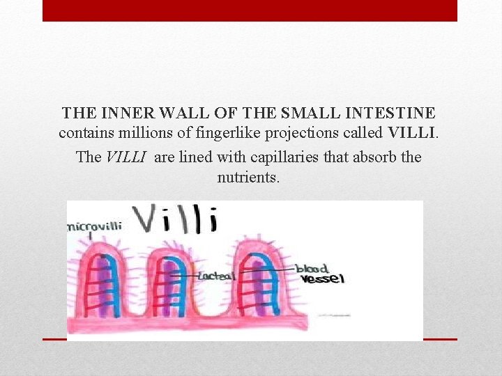 THE INNER WALL OF THE SMALL INTESTINE contains millions of fingerlike projections called VILLI.