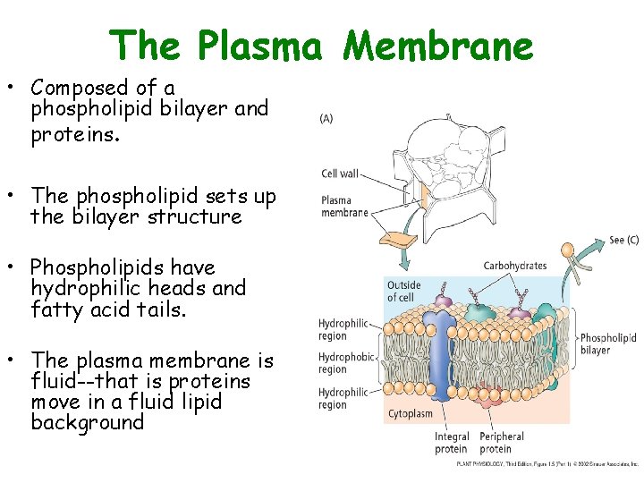 The Plasma Membrane • Composed of a phospholipid bilayer and proteins. • The phospholipid The Plasma Membrane • Composed of a phospholipid bilayer and proteins. • The phospholipid