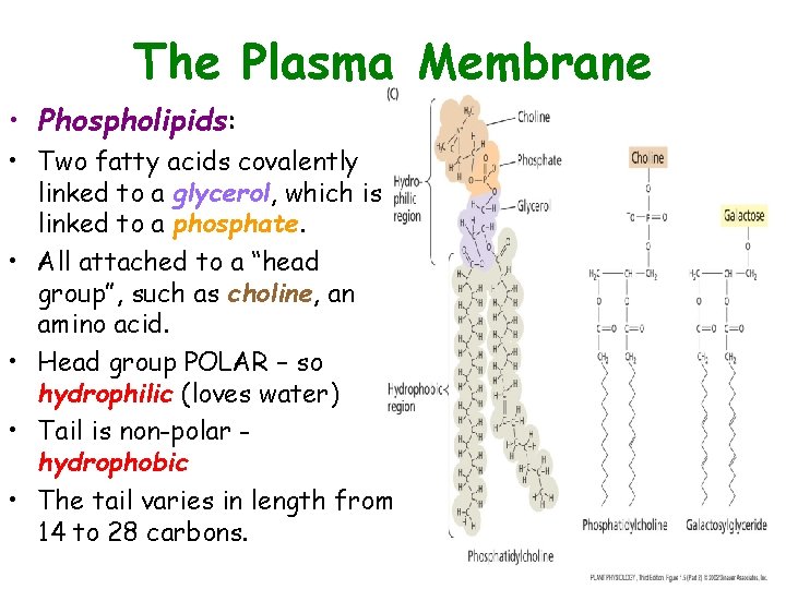 The Plasma Membrane • Phospholipids: • Two fatty acids covalently linked to a glycerol,