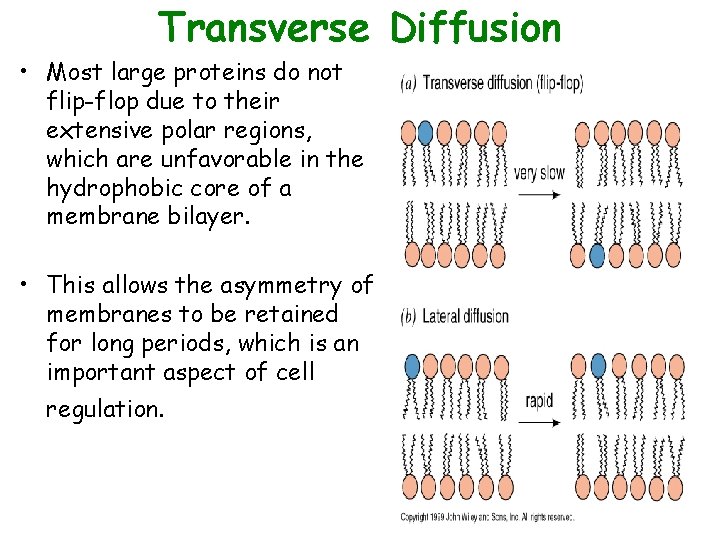 Transverse Diffusion • Most large proteins do not flip-flop due to their extensive polar