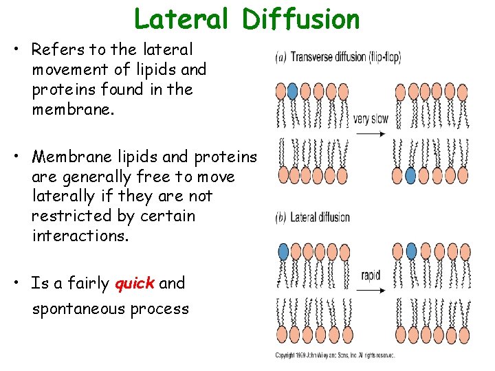 Lateral Diffusion • Refers to the lateral movement of lipids and proteins found in