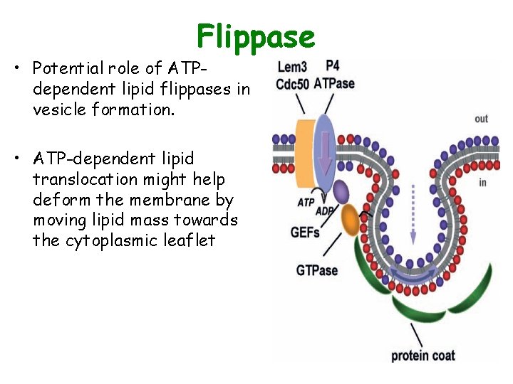 Flippase • Potential role of ATPdependent lipid flippases in vesicle formation. • ATP-dependent lipid