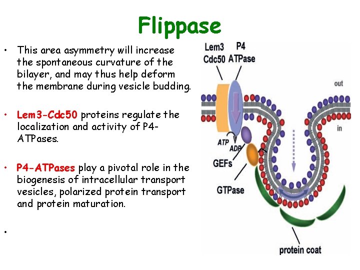 Flippase • This area asymmetry will increase the spontaneous curvature of the bilayer, and Flippase • This area asymmetry will increase the spontaneous curvature of the bilayer, and