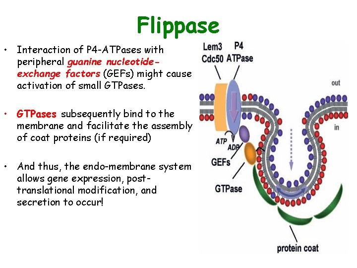 Flippase • Interaction of P 4 -ATPases with peripheral guanine nucleotideexchange factors (GEFs) might