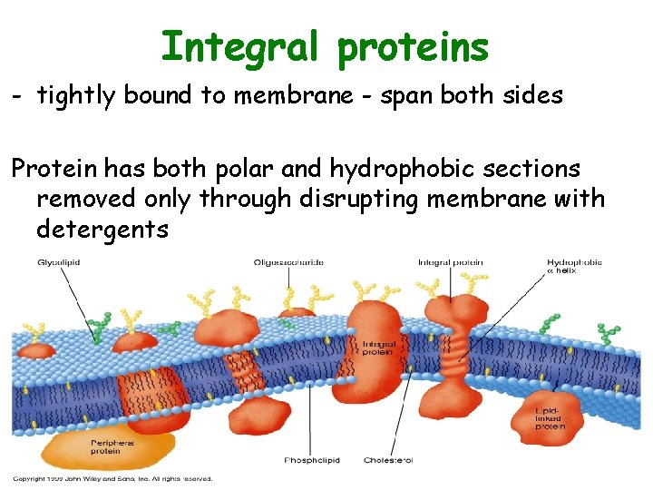 Integral proteins - tightly bound to membrane - span both sides Protein has both