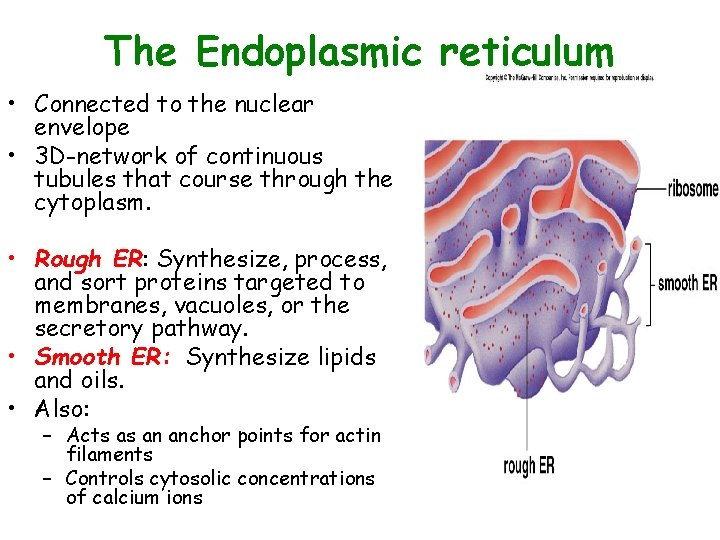 The Endoplasmic reticulum • Connected to the nuclear envelope • 3 D-network of continuous