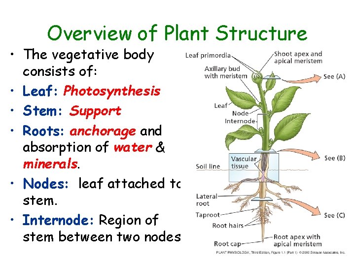 Overview of Plant Structure • The vegetative body consists of: • Leaf: Photosynthesis •