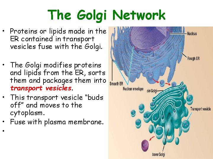 The Golgi Network • Proteins or lipids made in the ER contained in transport The Golgi Network • Proteins or lipids made in the ER contained in transport