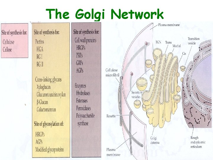 The Golgi Network 