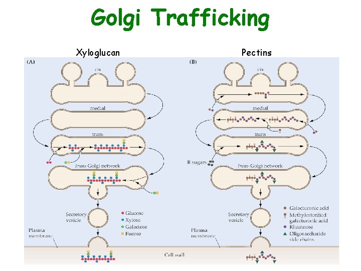 Golgi Trafficking Xyloglucan Pectins 