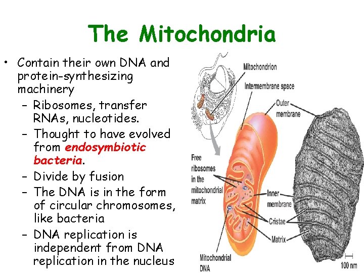 The Mitochondria • Contain their own DNA and protein-synthesizing machinery – Ribosomes, transfer RNAs,