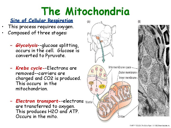 The Mitochondria Site of Cellular Respiration • This process requires oxygen. • Composed of