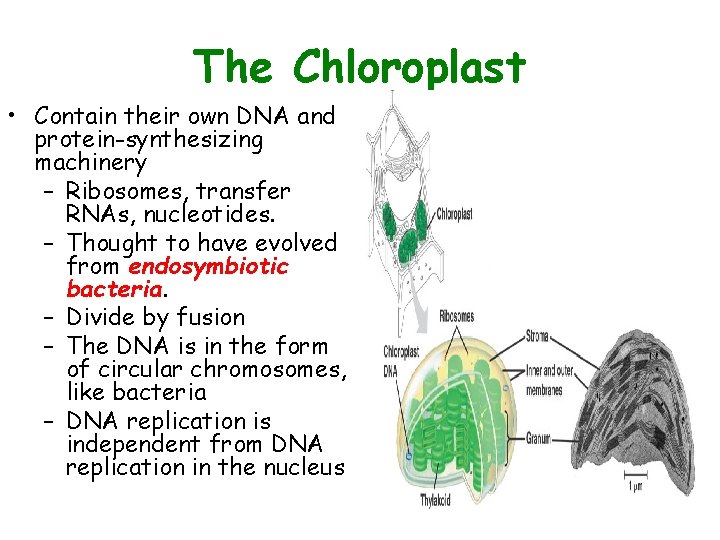 The Chloroplast • Contain their own DNA and protein-synthesizing machinery – Ribosomes, transfer RNAs,