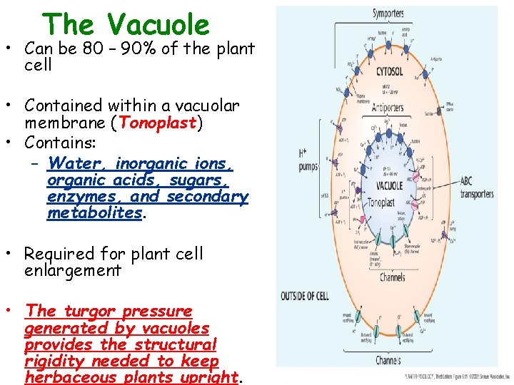 The Vacuole • Can be 80 – 90% of the plant cell • Contained