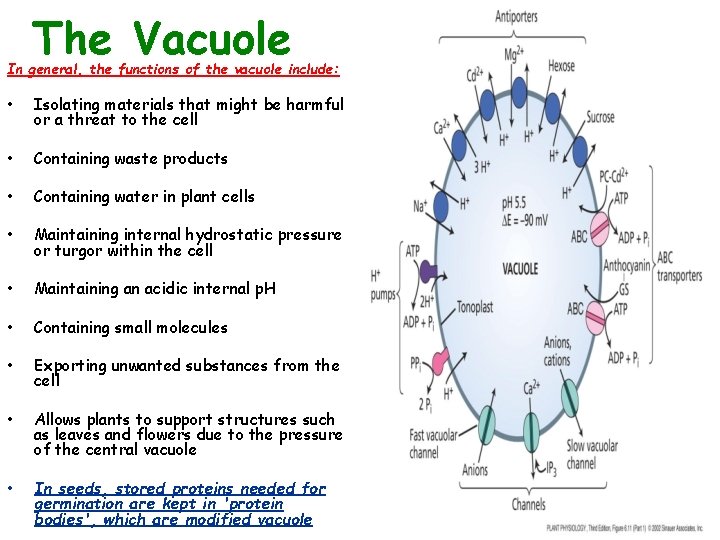 The Vacuole In general, the functions of the vacuole include: • Isolating materials that