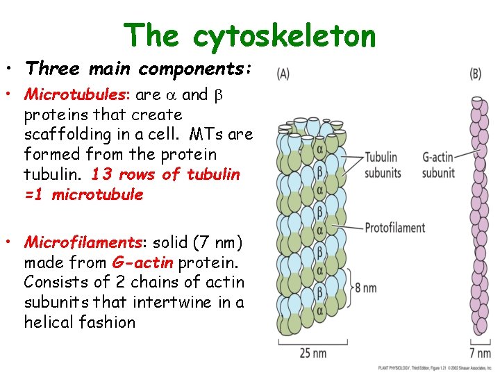 The cytoskeleton • Three main components: • Microtubules: are a and b proteins that