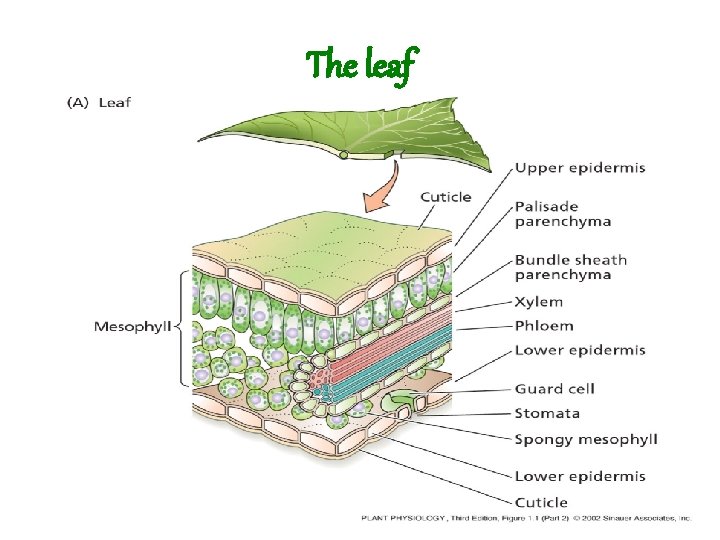 The leaf 