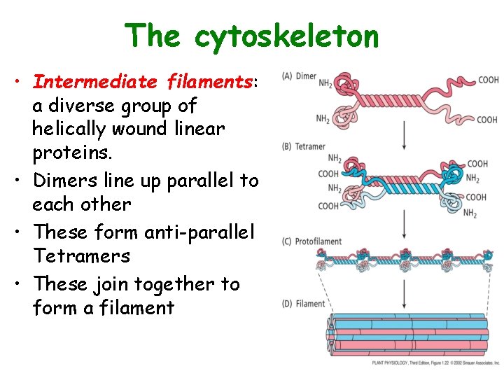 The cytoskeleton • Intermediate filaments: a diverse group of helically wound linear proteins. •