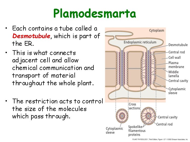 Plamodesmarta • Each contains a tube called a Desmotubule, which is part of the