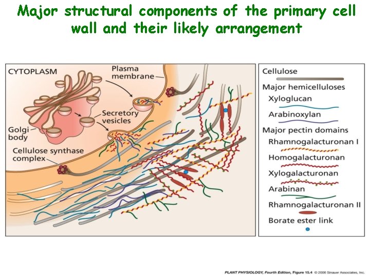 Major structural components of the primary cell wall and their likely arrangement 