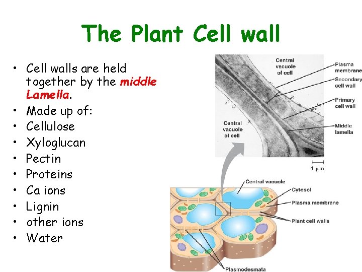 The Plant Cell wall • Cell walls are held together by the middle Lamella.