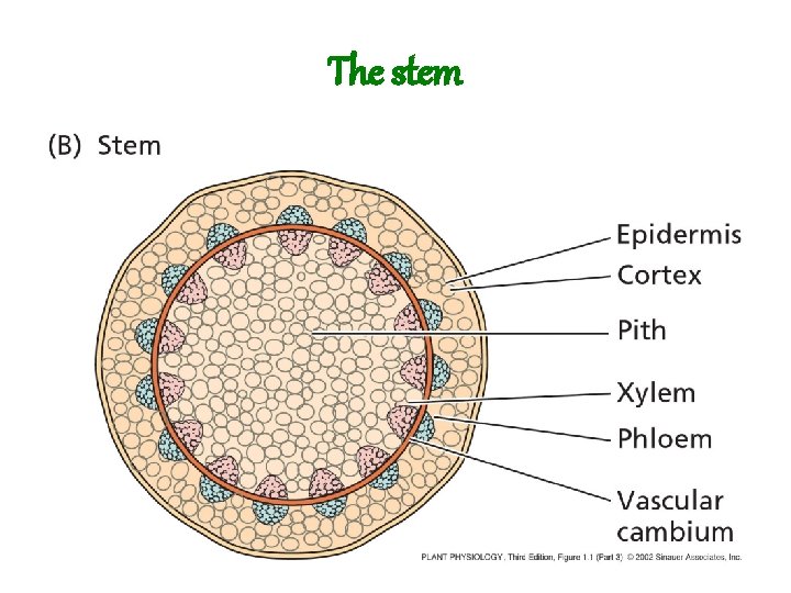 The stem 