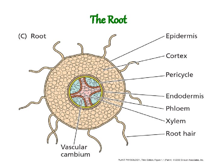 The Root The Root