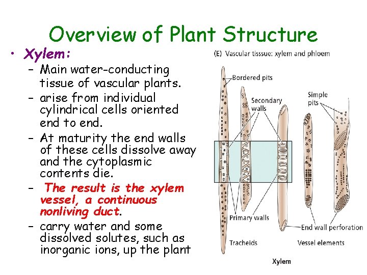 Overview of Plant Structure • Xylem: – Main water-conducting tissue of vascular plants. –