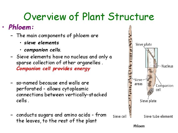 Overview of Plant Structure • Phloem: – The main components of phloem are • Overview of Plant Structure • Phloem: – The main components of phloem are •