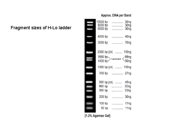 Fragment sizes of H-Lo ladder 