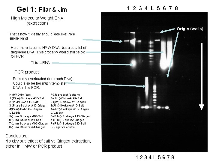 Gel 1: Pilar & Jim 1 2 3 4 L 5 6 7 8