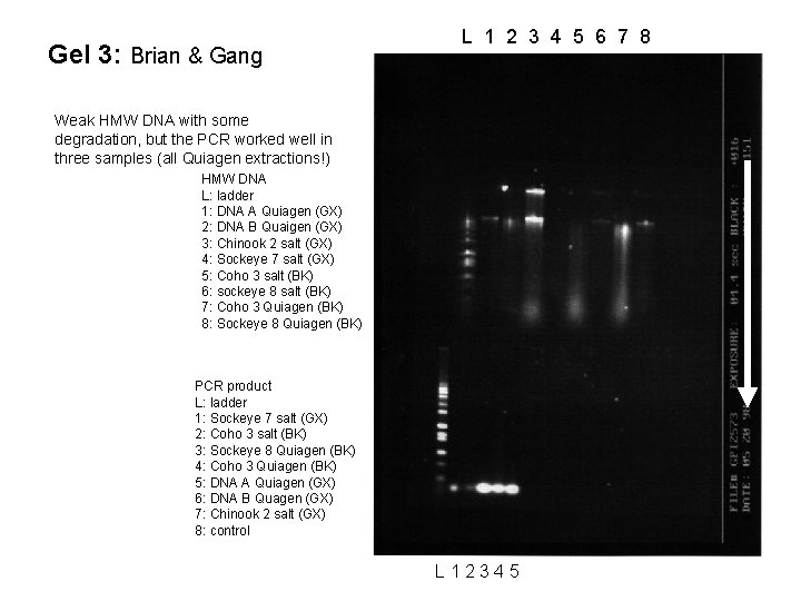 Gel 3: Brian & Gang L 1 2 3 4 5 6 7 8