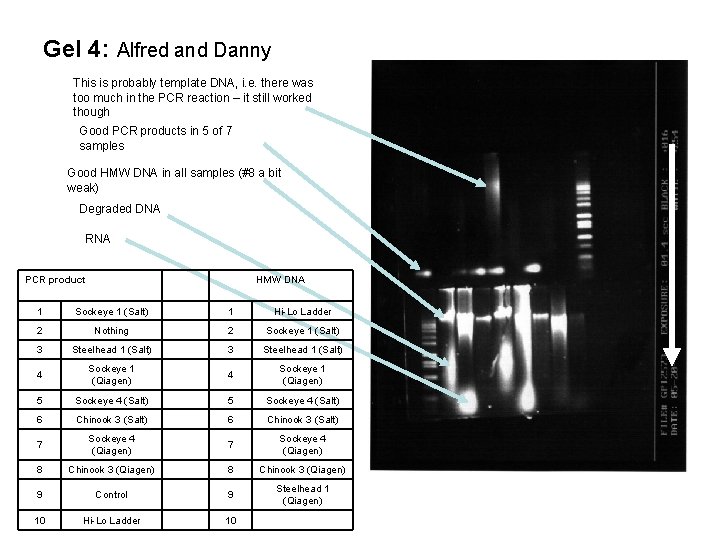 Gel 4: Alfred and Danny This is probably template DNA, i. e. there was