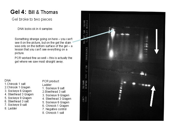 Gel 4: Bill & Thomas Gel broke to two pieces DNA looks ok in