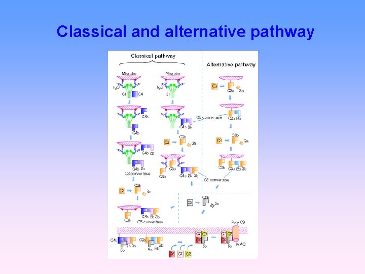 Classical and alternative pathway 