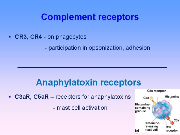 Complement receptors CR 3, CR 4 - on phagocytes - participation in opsonization, adhesion