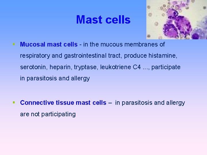 Mast cells Mucosal mast cells - in the mucous membranes of respiratory and gastrointestinal