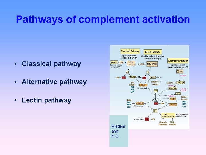 Pathways of complement activation • Classical pathway • Alternative pathway • Lectin pathway Riedem