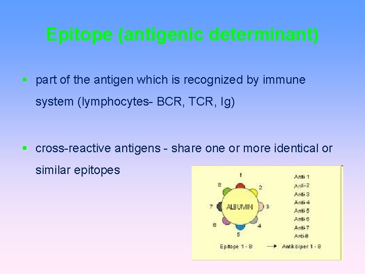 Epitope (antigenic determinant) part of the antigen which is recognized by immune system (lymphocytes-