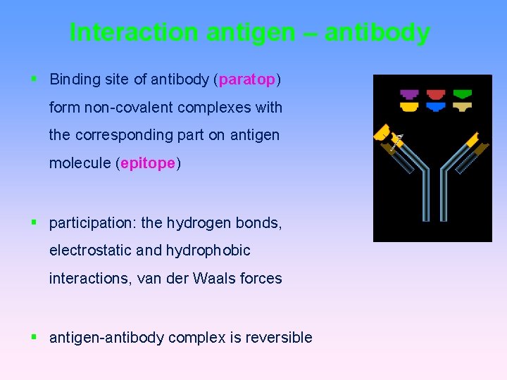 Interaction antigen – antibody Binding site of antibody (paratop) form non-covalent complexes with the