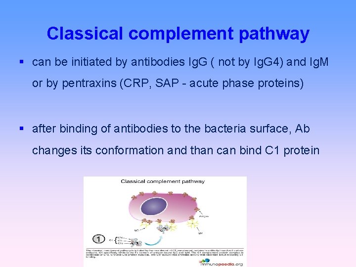 Classical complement pathway can be initiated by antibodies Ig. G ( not by Ig.