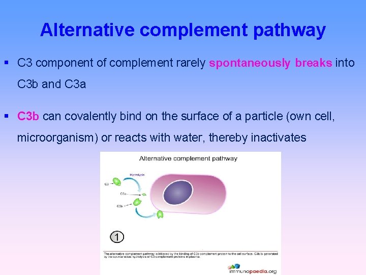 Alternative complement pathway C 3 component of complement rarely spontaneously breaks into C 3