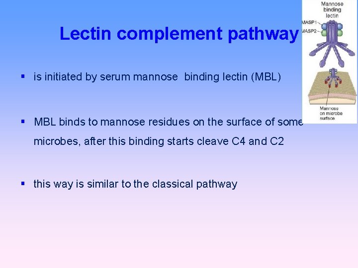 Lectin complement pathway is initiated by serum mannose binding lectin (MBL) MBL binds to