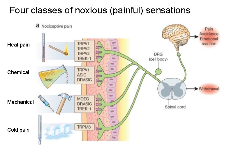 Four classes of noxious (painful) sensations Heat pain Chemical Mechanical Cold pain 