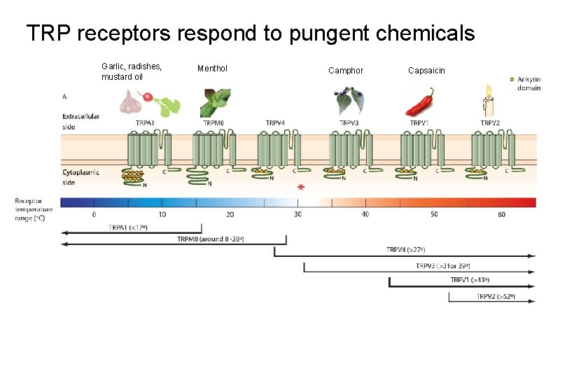 TRP receptors respond to pungent chemicals Garlic, radishes, mustard oil Menthol Camphor Capsaicin 