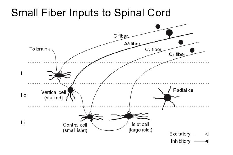 Small Fiber Inputs to Spinal Cord 