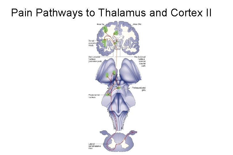 Pain Pathways to Thalamus and Cortex II 