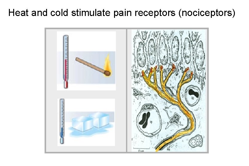 Heat and cold stimulate pain receptors (nociceptors) 